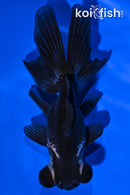 4.5" TELESCOPE GOLDFISH