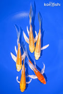 PACK OF (5) 4-4.75" BUTTERFLY KOI