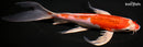 10.5" KUJAKU BUTTERFLY