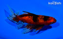 6.25" CALICO WATONAI GOLDFISH