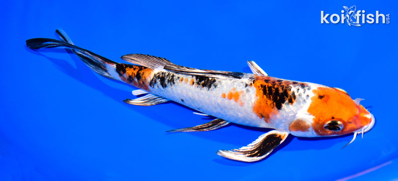 8" YAMATO NISHIKI BUTTERFLY