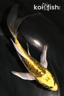 5" KIN KIKOKURYU BUTTERFLY
