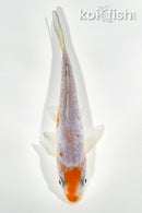 5.5" ARAGOKE OCHIBA SHIGURE