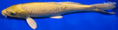 11" YAMABUKI OGON