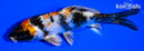 5.5" KIN SHOWA