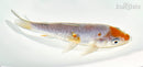 5.5" ARAGOKE OCHIBA SHIGURE
