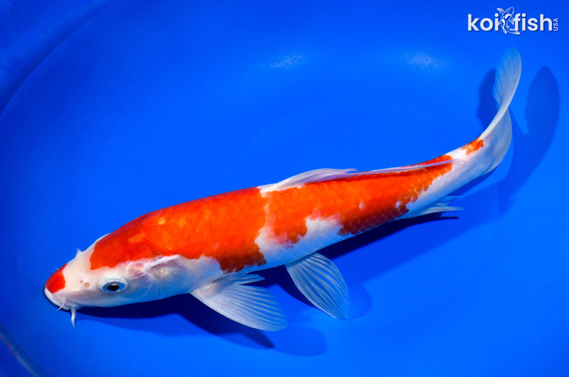 12.25" KOHAKU