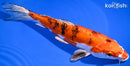 9.5" HEISEI NISHIKI