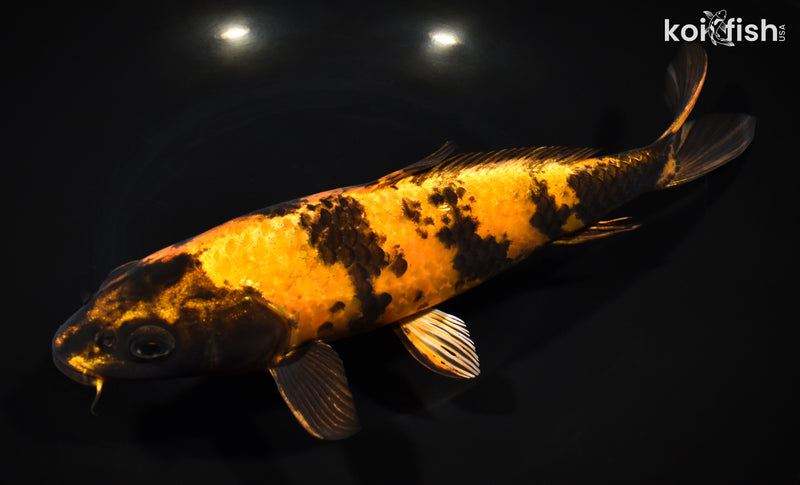 10.75" KIN HI UTSURII