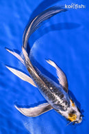 8" KIN KIKOKURYU BUTTERFLY
