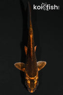 4" BENI KIKOKURYU