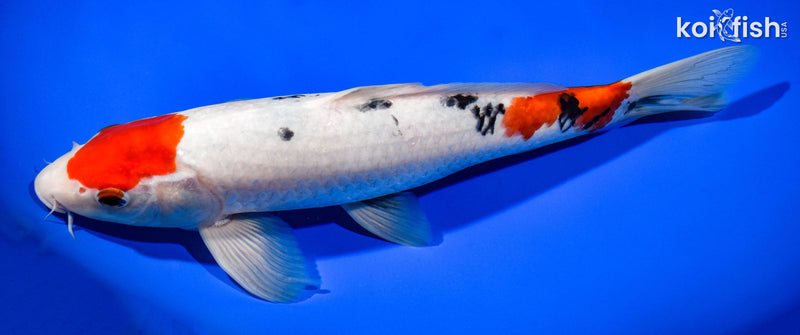 11.75" MARUTEN SANKE