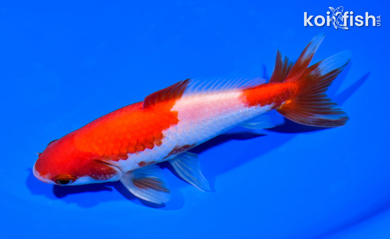 5.25" WAKIN GOLDFISH