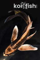 6.25" DOITSU MATSUBA BUTTERFLY