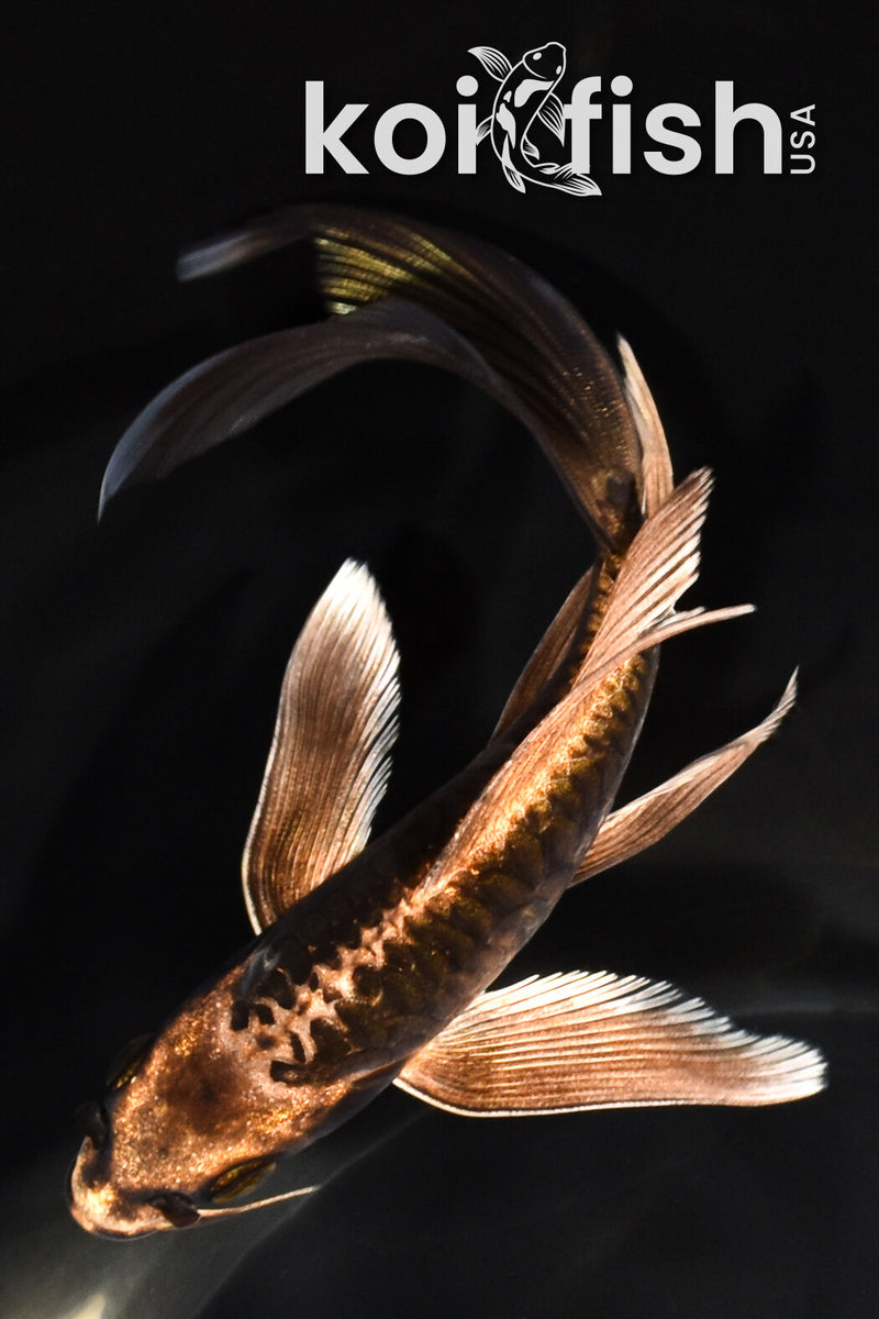 6.25" DOITSU MATSUBA BUTTERFLY
