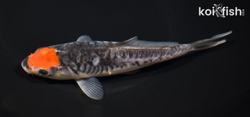 6.75" ARAGOKE TANCHO GOSHIKI