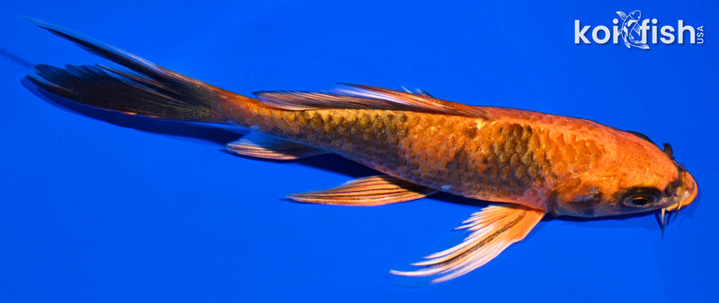Orange Koi Fish For Sale – Page 14