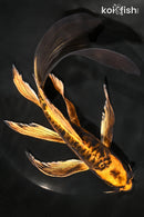 9.75" BENI KIKOKURYU BUTTTERFLY