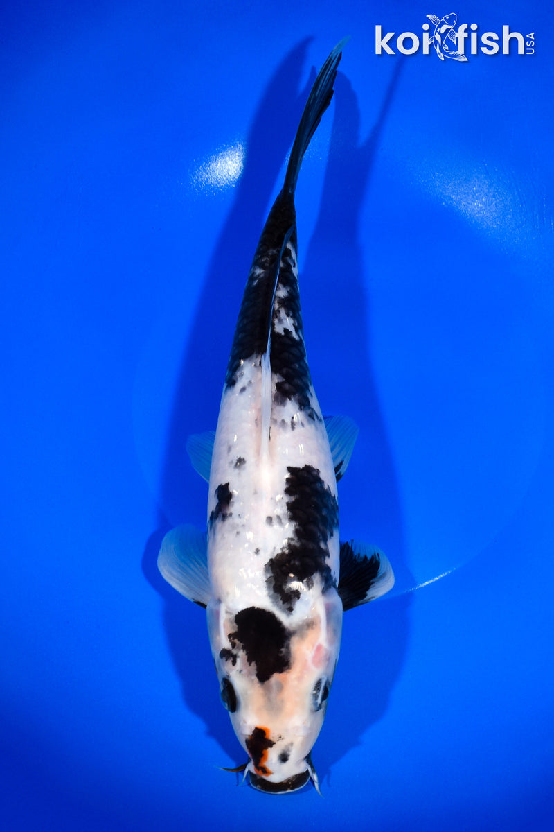 11.25" GINRIN SHOWA
