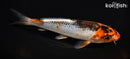 6.25" KAWARIGOI