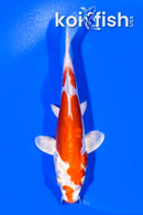 6" KIKUSUI