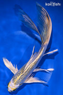 9" GINRIN KUJAKU BUTTERFLY