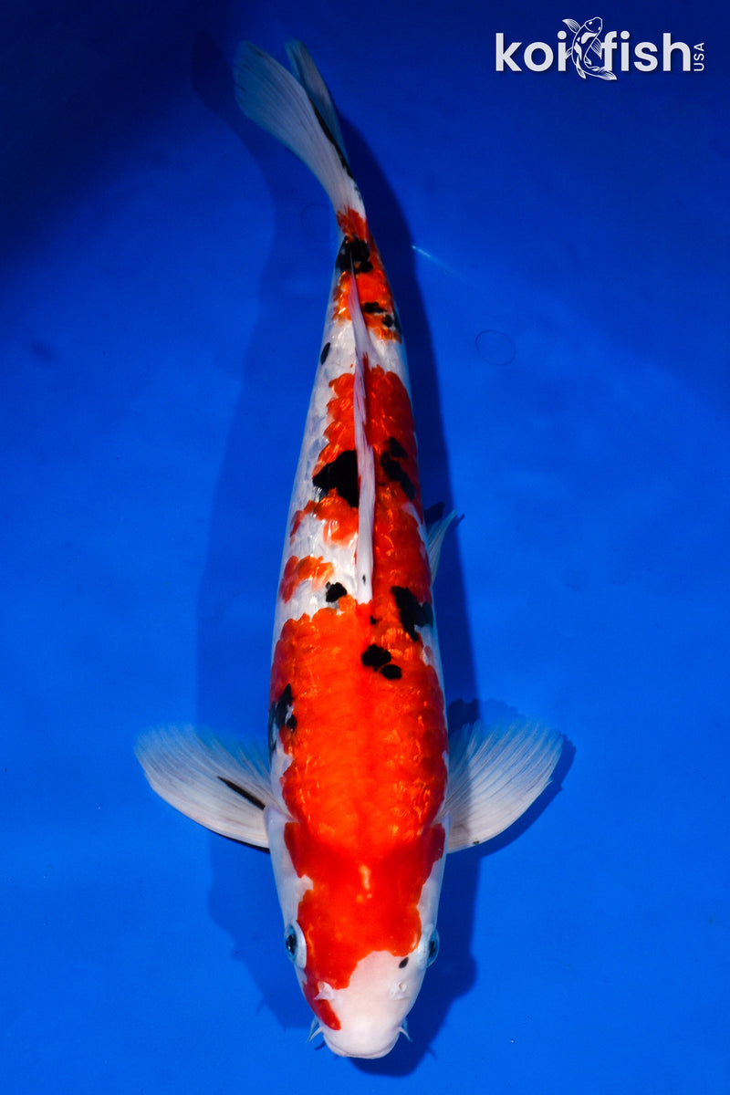 14.75" GINRIN SANKE
