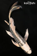 7" GINRIN KIKOKURYU