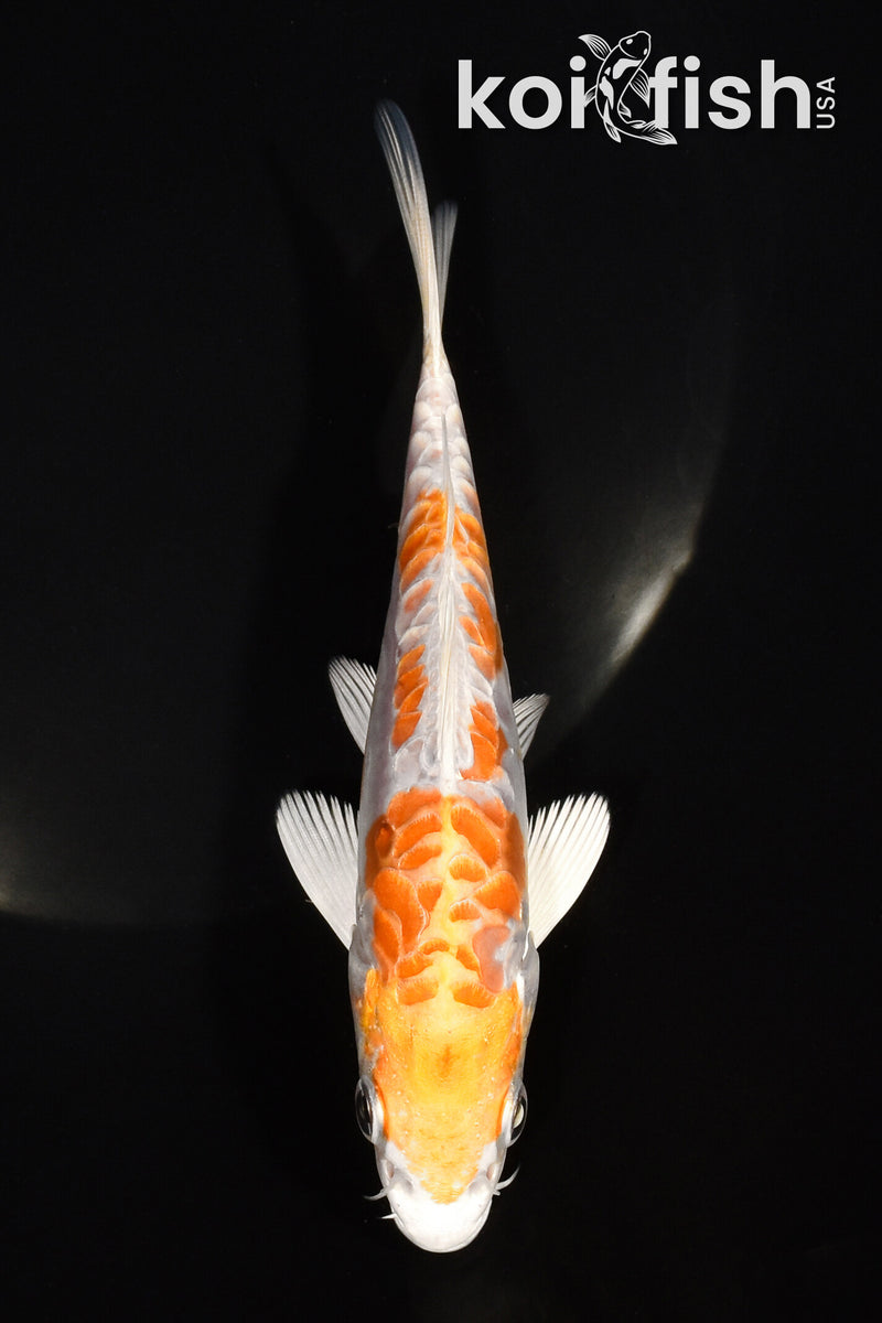 5.25" DOITSU HARIWAKE