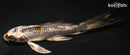 5.25" GINRIN BENI GINGA BUTTERFLY