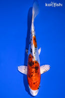 7" HEISEI NISHIKI