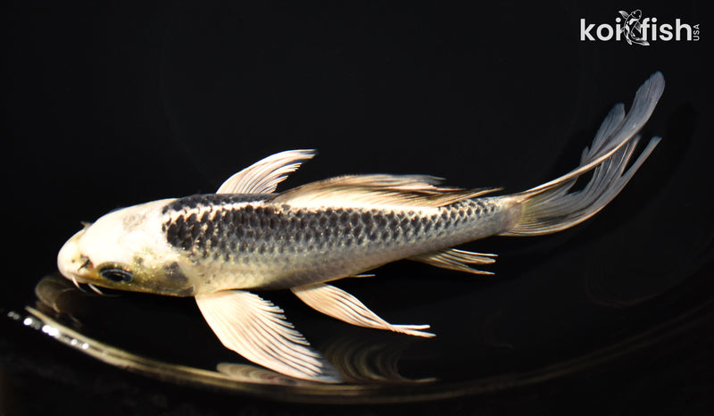 8" GIN MATSUBA BUTTERFLY