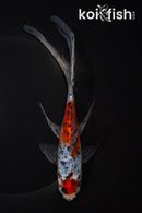 7.5" MARUTEN SHUBUNKIN GOLDFISH