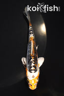 5" ARAGOKE BENI KIKOKURYU