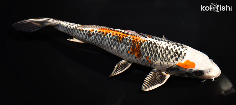 11.5" BENI GINGA