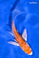 5" HEISEI NISHIKI BUTTERFLY