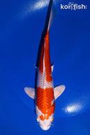 8.5" HARIWAKE