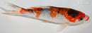 6.25" GINRIN KUCHIBENI GOSHIKI