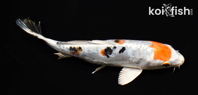 7.5" HEISEI NISHIKI