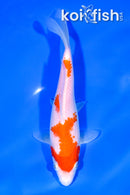 7" KOHAKU