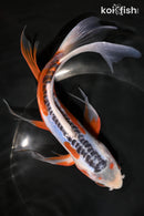 8.25" HI SHUSUI BUTTERFLY
