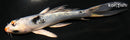 5.25" YAMATO NISHIKI BUTTERFLY