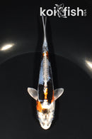 5.5" GINRIN BENI KIKOKURYU