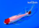 5.5" MARUTEN WATONAI GOLDFISH