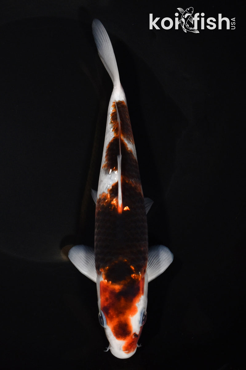 7.75" GINRIN GOROMO