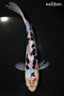 8.25" DOITSU SANKE