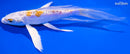 6.75" HEISEI NISHIKI BUTTERFLY