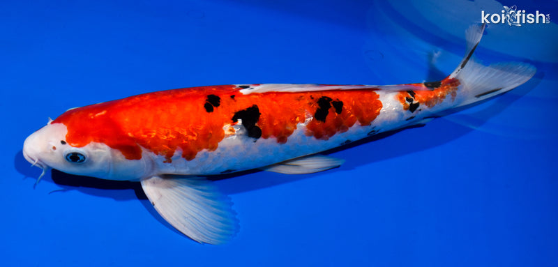 14.75" GINRIN SANKE