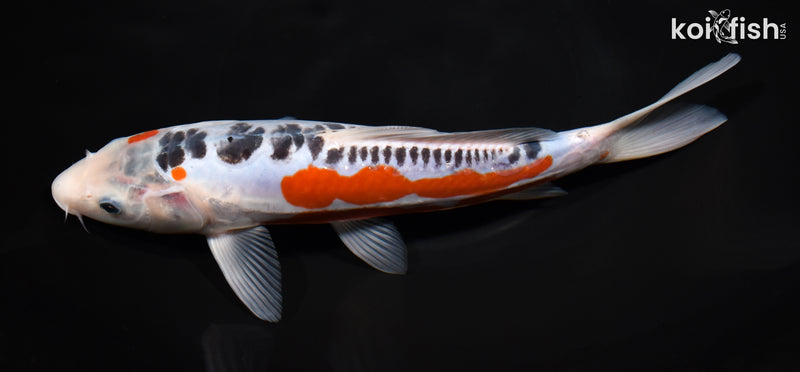 10" HI SHUSUI