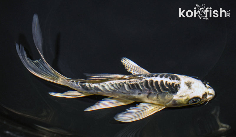 7" ARAGOKE KIN KIKOKURYU BUTTERFLY